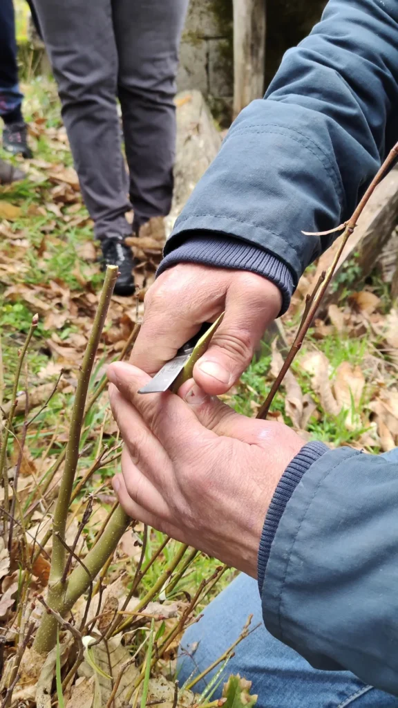 innesto-dimostrazione Esercitazione di innesti dell'Associazione Biodiversità Desulo