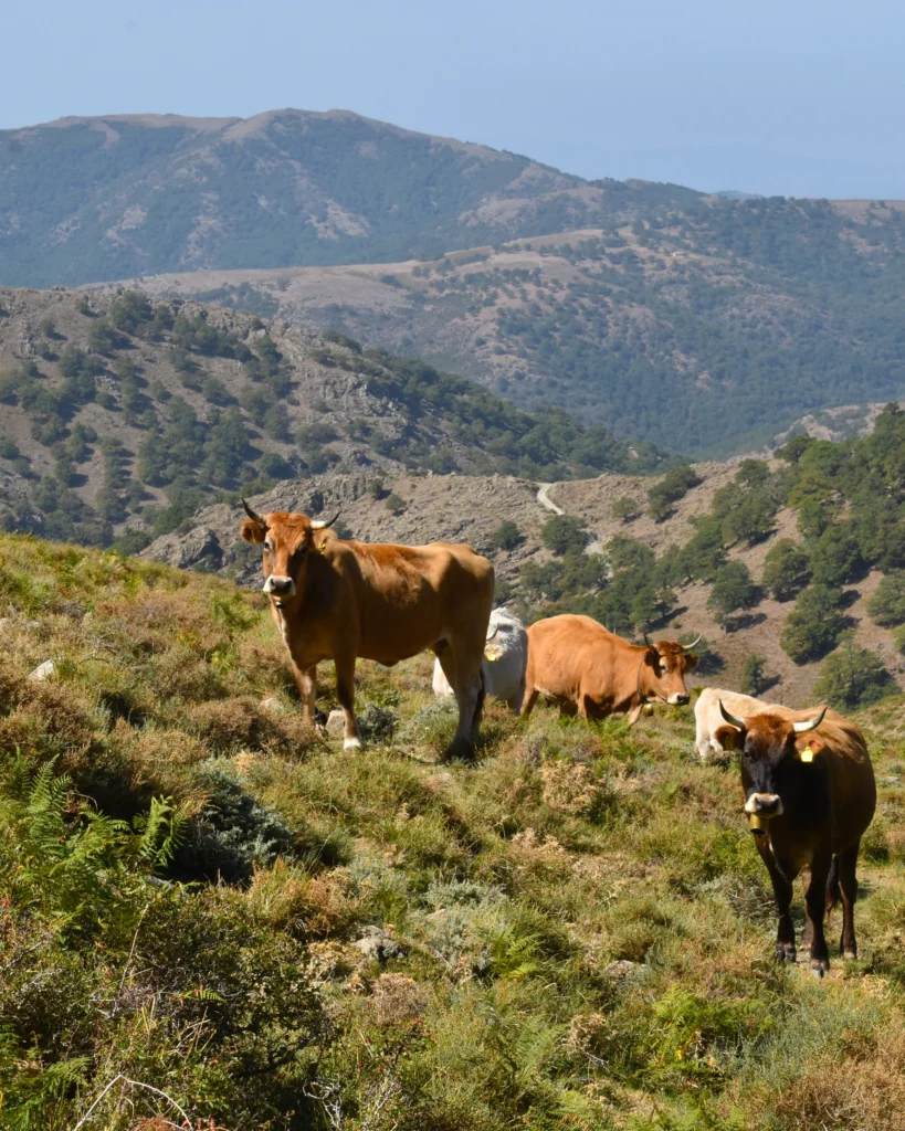 mucche gennargentu mucche sul Gennargentu