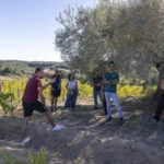 Un uomo in maglia bordeaux spiega gesticolando a un gruppo di sei visitatori in piedi all'ombra di un ulivo ai margini di un vigneto autunnale, con colline boscose e cielo azzurro limpido sullo sfondo.