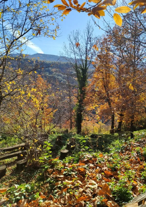 Giardino-bosco di Ommo design: Paesaggio con alberi scorcio di un giardino panoramico con alberi dai colori autunnali dalle foglie dorate, sullo sfondo montagne boscose.