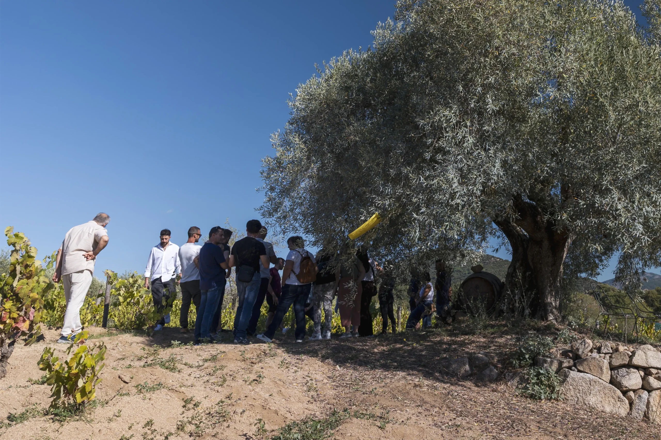 Gruppo di persone riunite all'ombra di un grande ulivo secolare ai margini di un vigneto autunnale, durante una visita guidata in campagna sotto un cielo azzurro limpido, con un muretto a secco in pietra in primo piano.